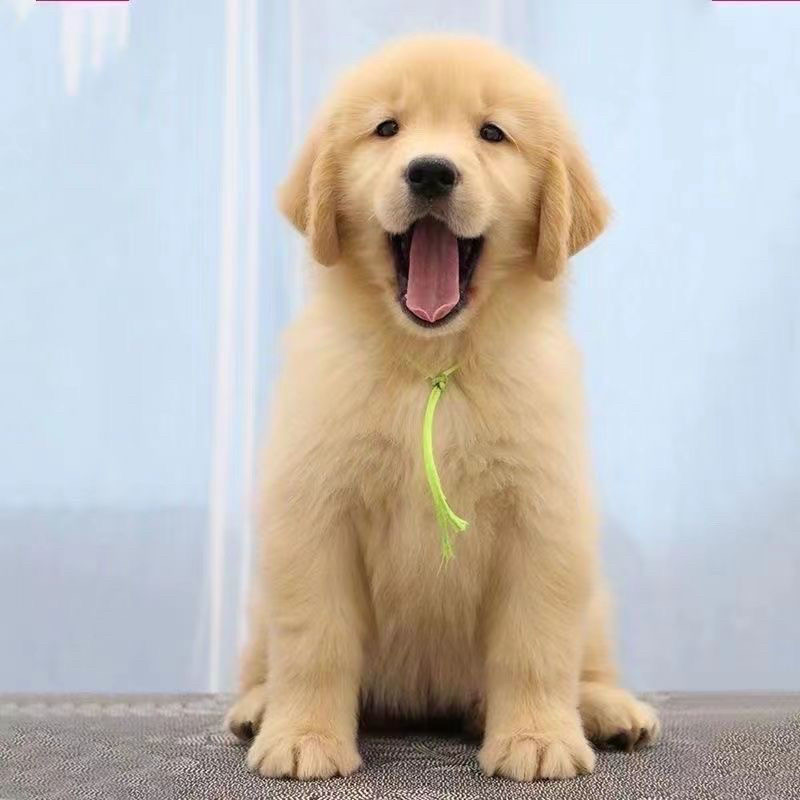 金毛犬幼犬宠物狗崽子活物活体小狗狗