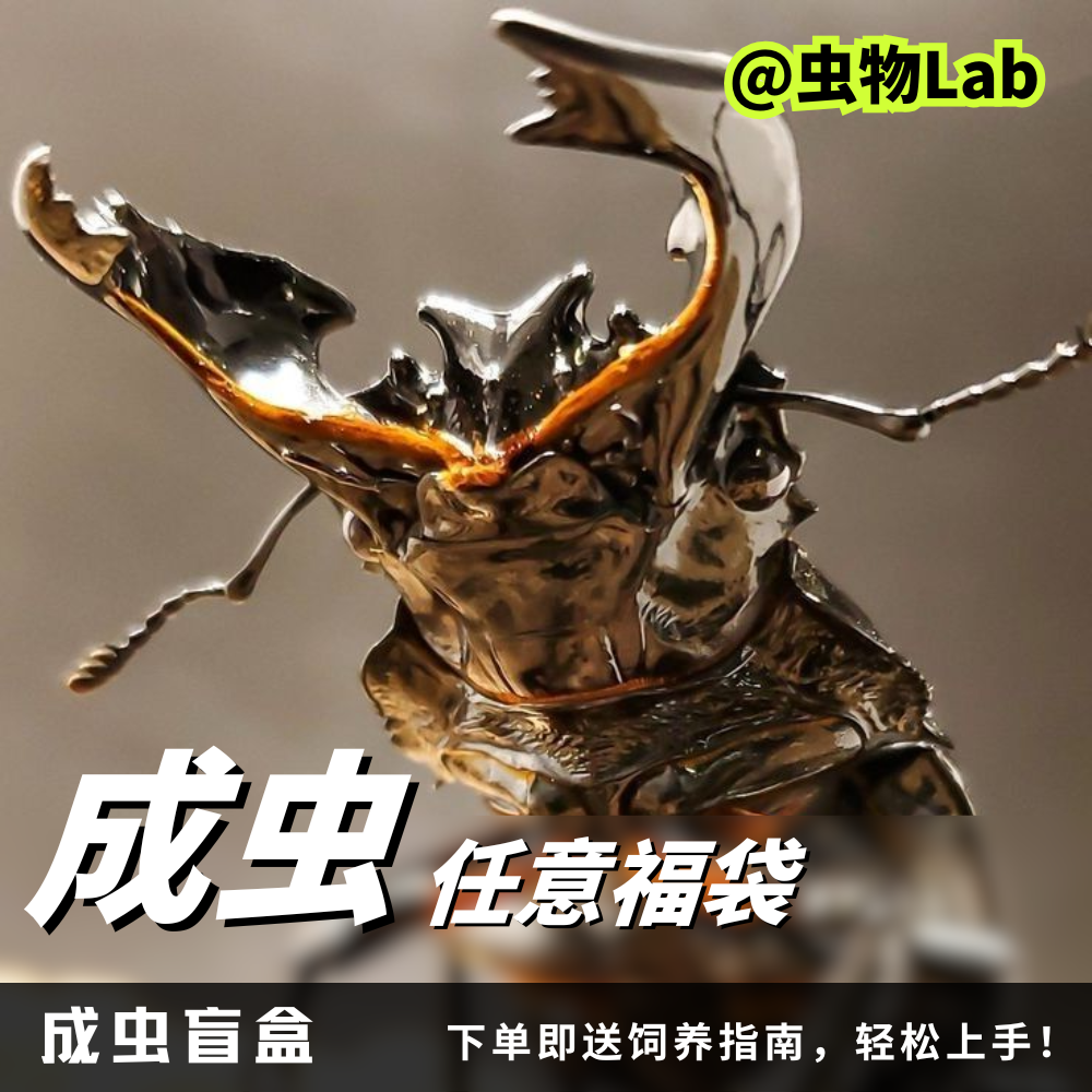 【成虫福袋】甲虫任意成幼虫长戟毛象南洋大兜彩虹独角仙锯鬼锹甲,宠物/宠物食品及用品,甲虫,淘宝优惠券,粉丝福利购,淘宝优惠卷