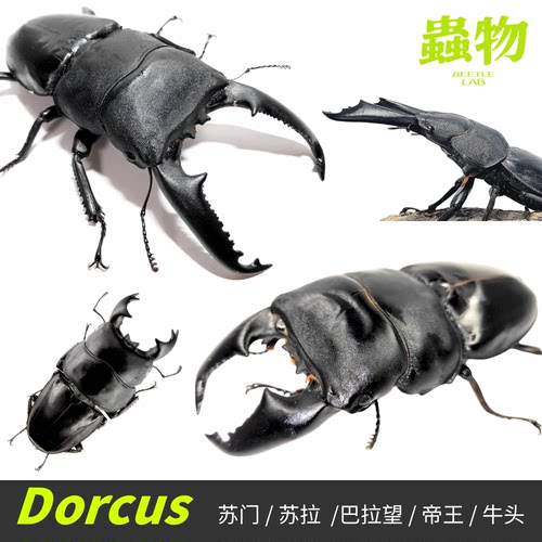 苏门答腊巴拉望帝王牛头锹甲成虫