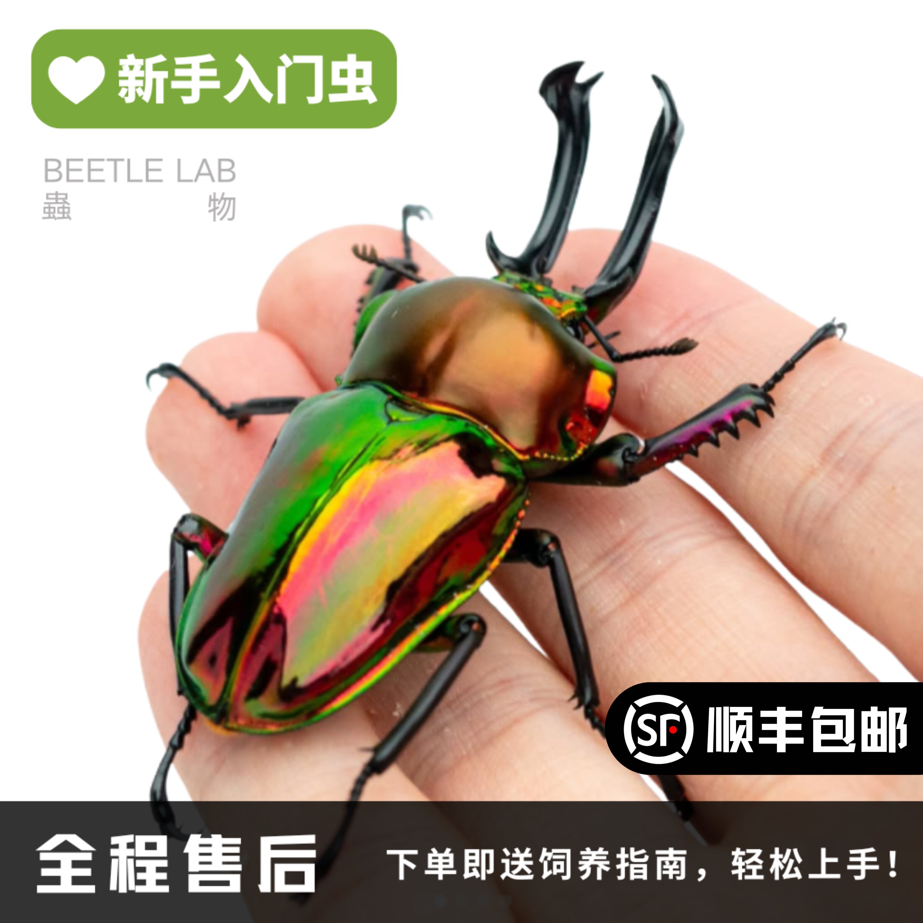 彩虹锹甲甲虫宠物甲虫虫物锹形虫图片