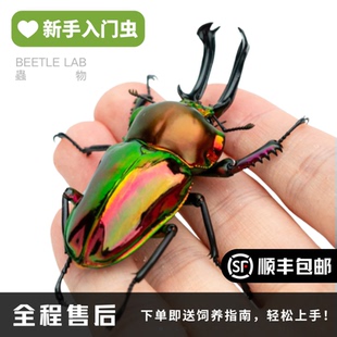 【彩虹锹甲】锹甲宠物甲虫昆虫成虫幼虫活体独角仙新手儿童