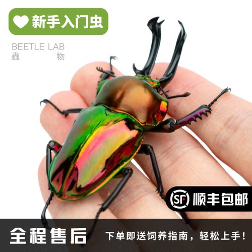 彩虹锹甲甲虫宠物甲虫虫物锹形虫