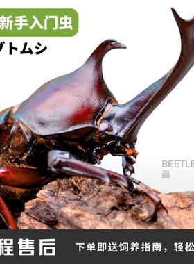 独角仙双叉犀金龟宠物甲虫甲虫