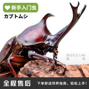 【独角仙】双叉犀金龟大兜虫宠物甲虫昆虫成虫幼虫活体