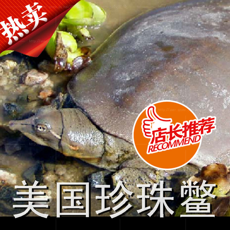 现货美国珍珠鳖山瑞苗甲鱼苗乌龟活体团鱼王八珍珠鳖甲鱼苗招财甲