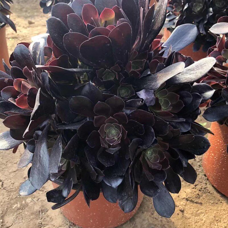 欧紫缀化多肉锦植物圆叶多u头黑法师紫羊绒手捧花老桩粉女巫花卉