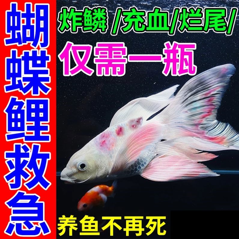 蝴蝶鲤专用药尾巴充血炸鳞锦鲤鱼病白毛腐皮烂身鳃专用药硝化细菌