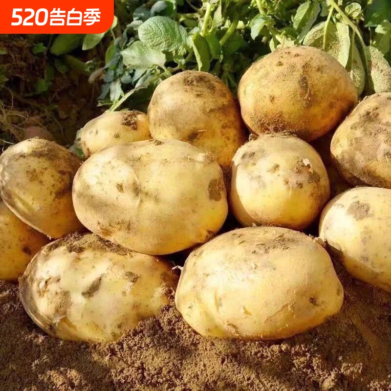 今年新土豆蔬菜新鲜黄皮黄心土豆挖农家自种土豆马铃薯洋芋