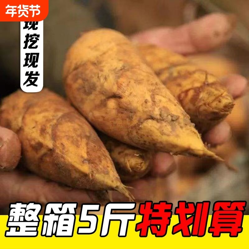 冬笋新鲜现挖毛竹冬笋野生楠竹笋高山带壳竹笋去老根一整箱当季
