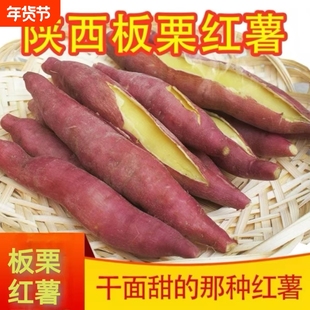 2025新鲜板栗红薯现挖陕西正宗红薯粉面软糯香甜黄心生鲜
