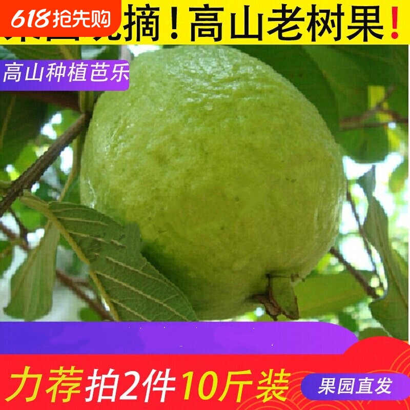 奶油白心芭乐红心软糯新鲜水果番石榴硬脆甜鲜果冰淇淋生鲜果蔬