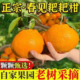 正宗春见耙耙柑新鲜粑粑柑应当季甜蜜多汁水果10斤装非不丑之火橘