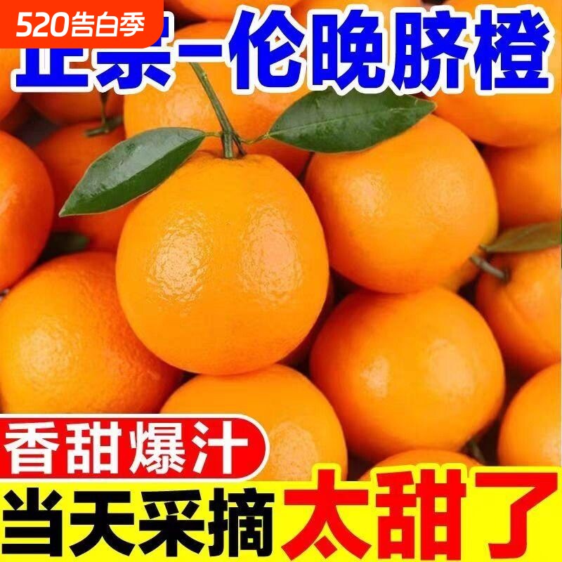 正宗伦晚脐橙春橙秭归橙子当季新鲜水果整箱果冻甜榨汁大果现摘