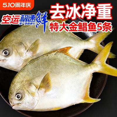 金鲳鱼特大鲳鱼海鱼金昌鱼平鱼白鲳鳊鱼鲜活新鲜冷冻冰鲜顺丰水产