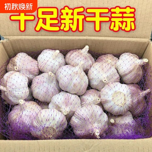 2026新干蒜金杞大蒜头