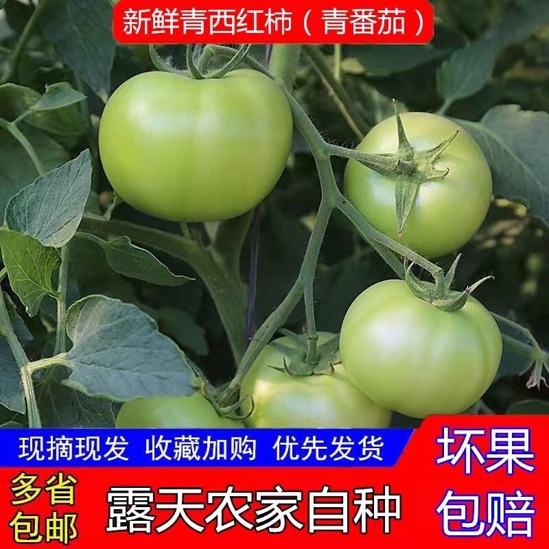 青西红柿新鲜5斤绿番茄农家绿西红柿未成熟番茄炒菜青西红柿包邮