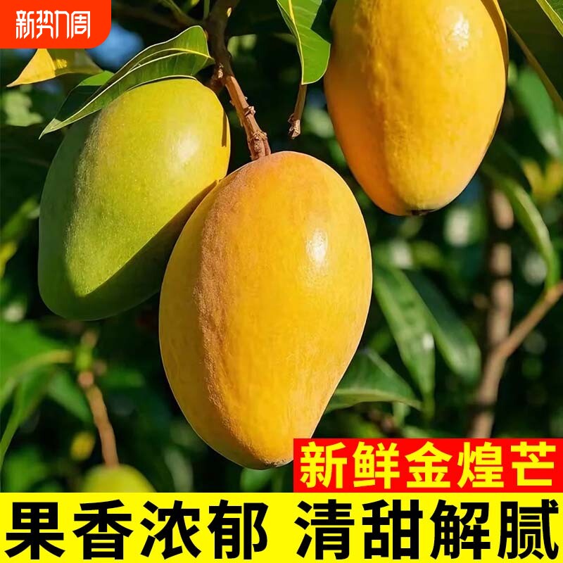 【新鲜采摘】正宗金煌芒当季时令水果个大肉厚清甜芒果果香鲜嫩