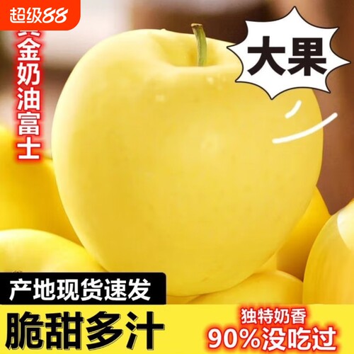 山东黄金奶油富士苹果爆汁脆甜新鲜水果当季采摘纯天然无公害批发
