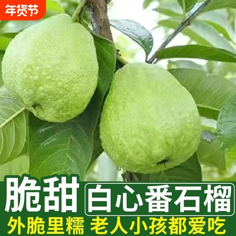 5斤正宗广东水果新鲜产地现摘芭乐超爽甜番石榴白心低糖脆甜,水产肉类/新鲜蔬果/熟食,番石榴/芭乐,淘宝优惠券,粉丝福利购,淘宝优惠卷