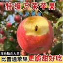 自己家正宗运城红富士苹果脆甜冰糖心新鲜苹果水果批发一整箱现摘