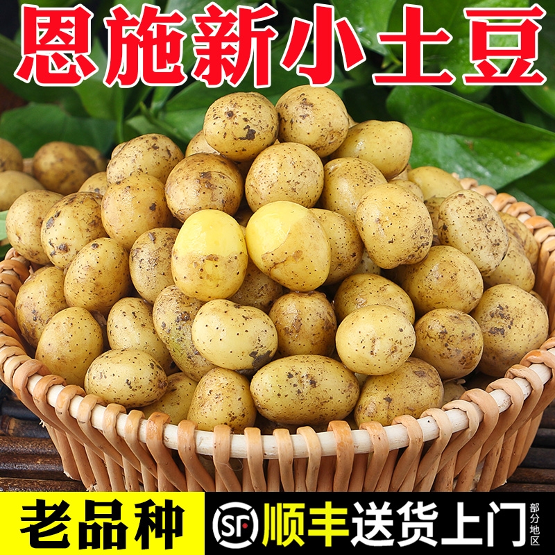 恩施小土豆现挖包邮正宗高山顺丰新鲜黄心土豆蔬菜士豆马铃薯洋芋