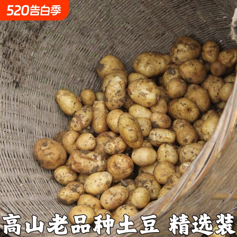 今年现挖新鲜黄心土豆粉糯马铃薯高山农家土豆烧烤洋芋