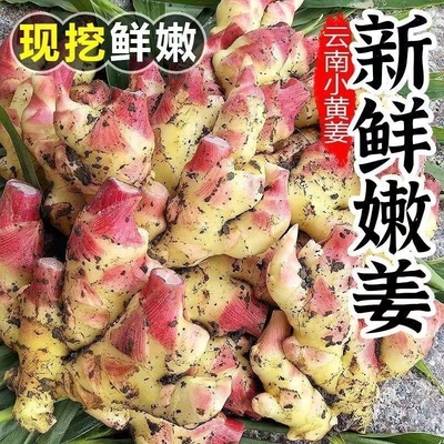云南现挖小黄姜5斤新鲜生姜沙姜老姜月子姜嫩姜当季时令鲜嫩食用