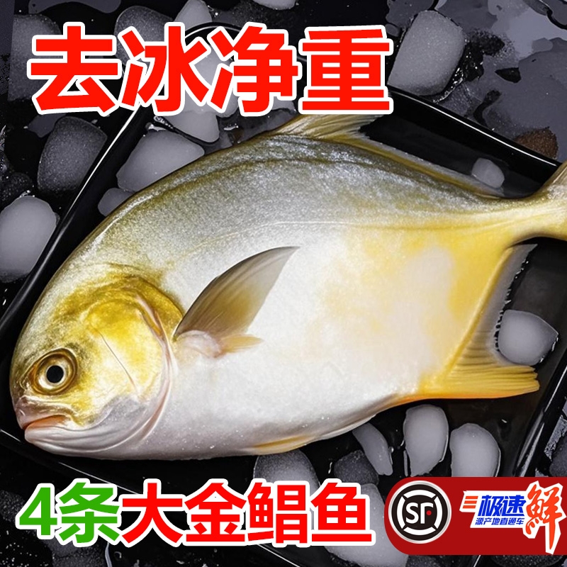 新鲜鲳鱼5斤5条速冻水产金昌