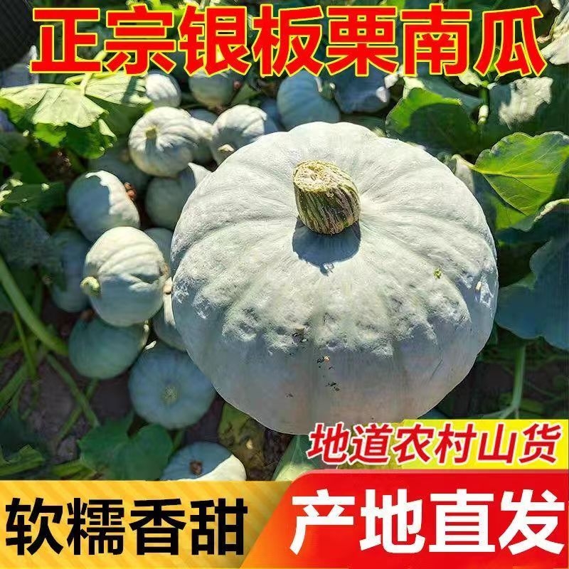 正宗银板栗南瓜沙漠老南瓜贵族辅食新鲜现摘非贝贝瓜粗粮自种食用