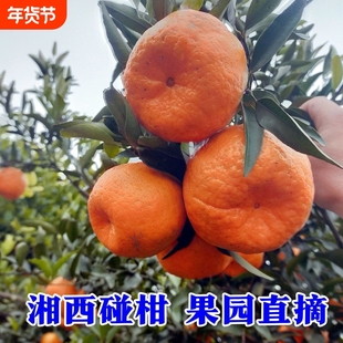 湘西碰柑当季新鲜柑橘芦柑果园采摘现发甜橘子孕妇儿童水果整箱耙