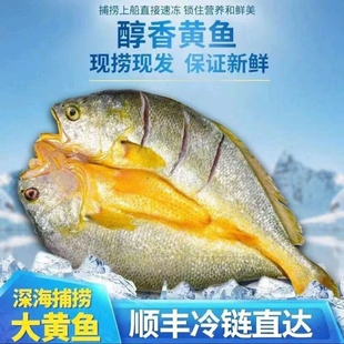 宁德霞浦大黄鱼新鲜黄鱼黄鱼鲞鲜黄瓜鱼黄花鱼黄鱼干三去冷冻水产