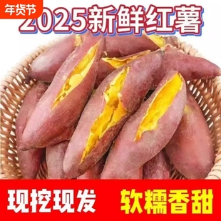 正宗蜜薯龙九沙地红心现挖黄心番薯新鲜糖心地瓜板栗红薯山芋批发