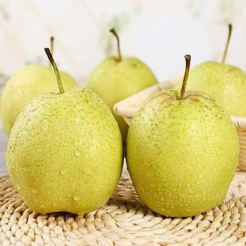 正宗雪花梨新鲜河北赵县冰糖雪梨河梨熬梨水果整箱梨子果园