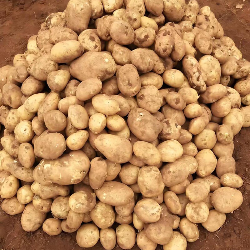 贵州毕节今年新黄心土豆马铃薯黄皮农家种植现挖新鲜洋芋