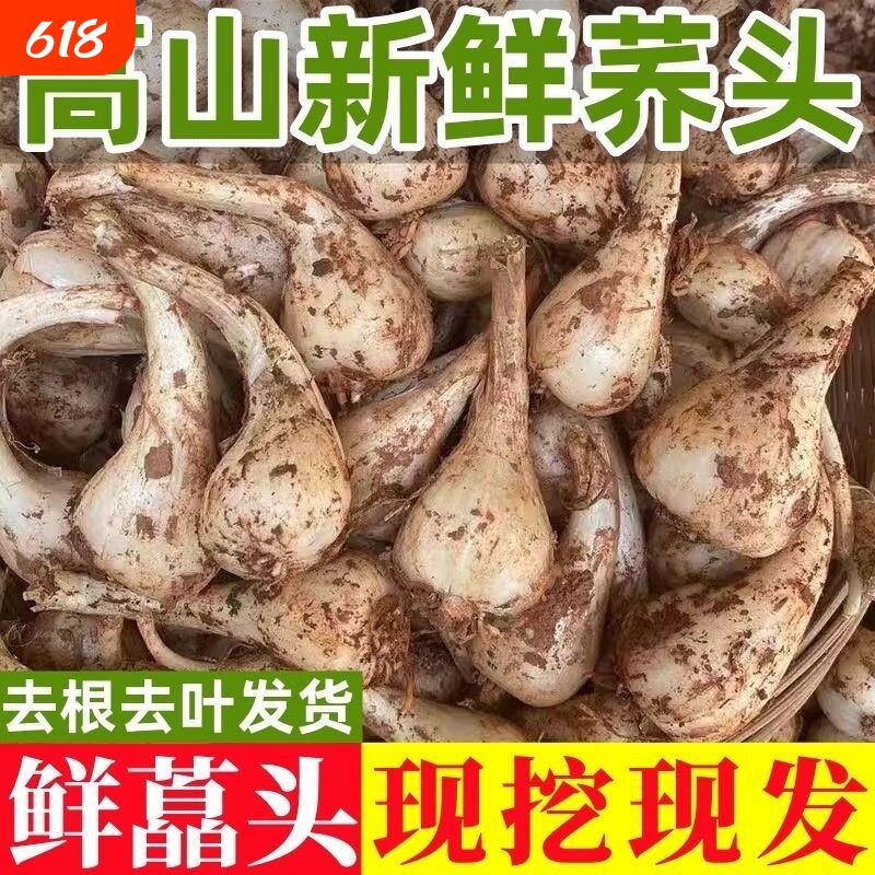 现挖藠头新鲜荞头教头茭头炒菜食用泡菜凉拌泡酸四川农家自种蔬菜