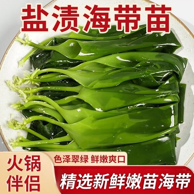 霞浦海带苗嫩苗非特级非干货新鲜海带嫩芽盐渍嫩苗凉拌菜火锅商用