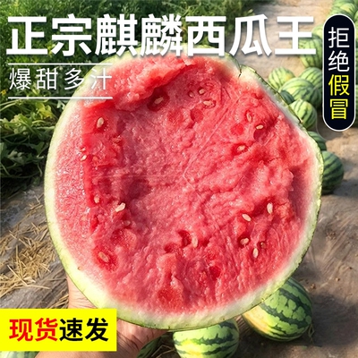 正宗云南麒麟西瓜现摘爆甜多汁