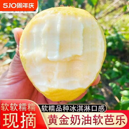 正宗广西芭乐红心奶油白心双拼软新鲜水果番石榴双吃冰淇淋现摘