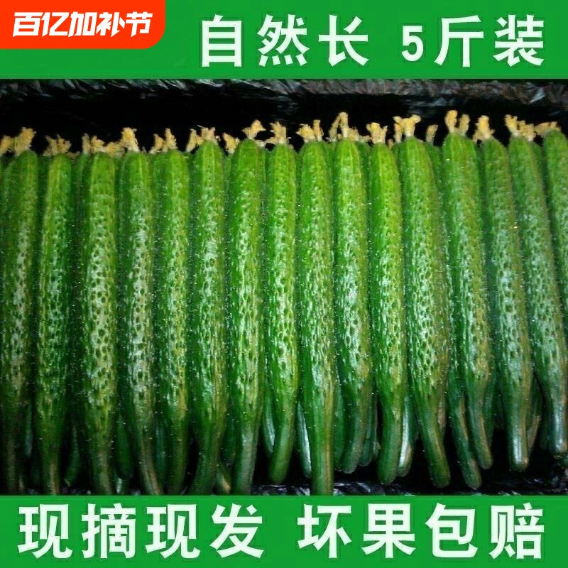云南高山刺黄瓜现摘现发农家自种脆嫩应季蔬菜生吃凉拌坏果包赔