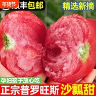 正宗普罗旺斯沙瓤西红柿新鲜自然熟生吃水果番茄鲜蔬菜当季