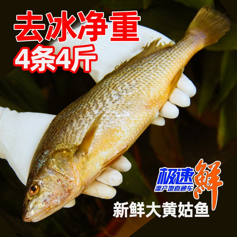 新鲜大黄姑鱼4条4斤 黄花鱼 黄唇鱼黄姑子黄铜鱼花蜮鱼黄三鱼黄海