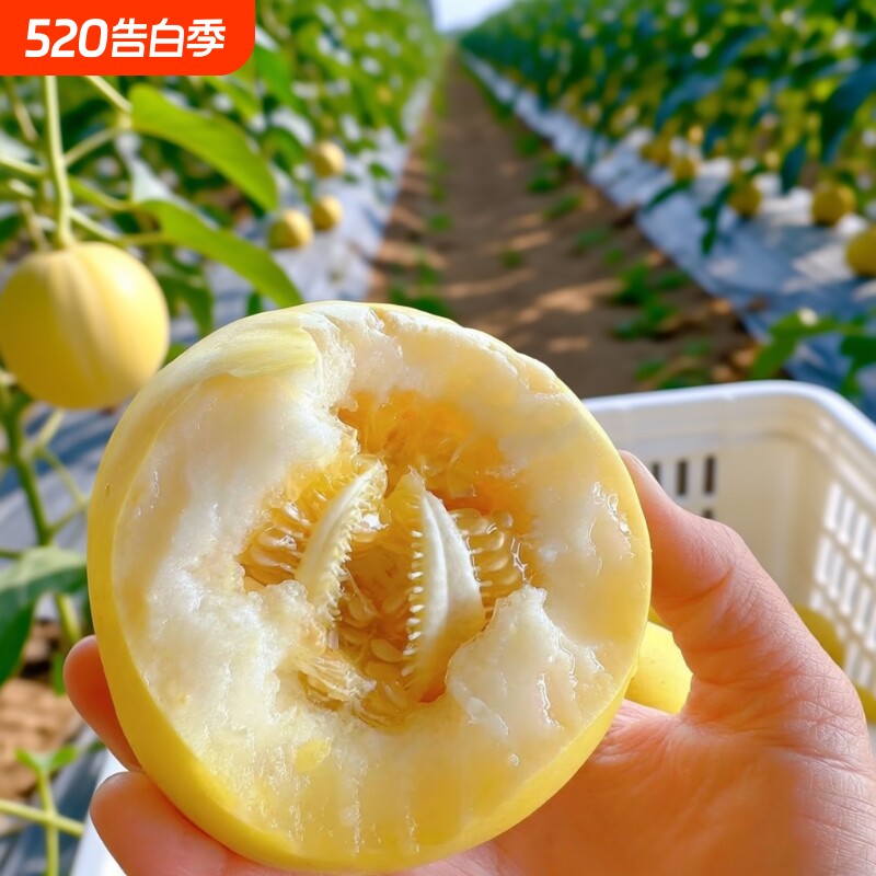 小蜜蜂甜瓜新鲜水果山东整箱包邮当季时令星甜20小蜜瓜现摘
