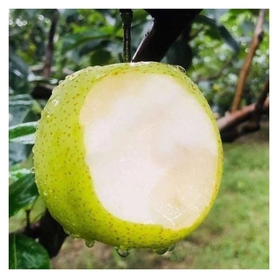 正宗青梨砀山皇冠梨爆甜无渣新鲜水果梨子砀山梨甘甜汁香甜多汁