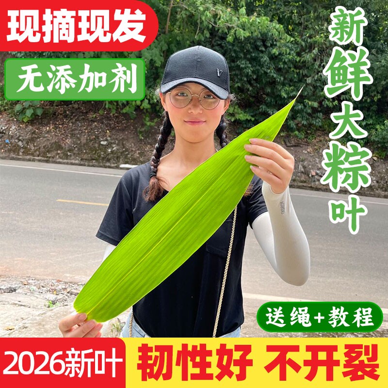 粽叶新鲜粽子叶特大箬叶端午节包粽子的叶子家用商用干送绳现摘