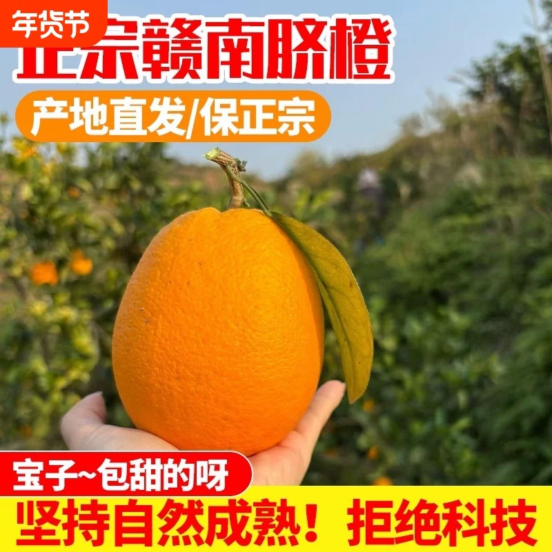 正宗赣南脐橙江西赣州橙子新鲜现摘顺丰包邮产地直发