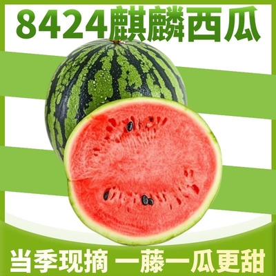 正宗麒麟西瓜8424超甜