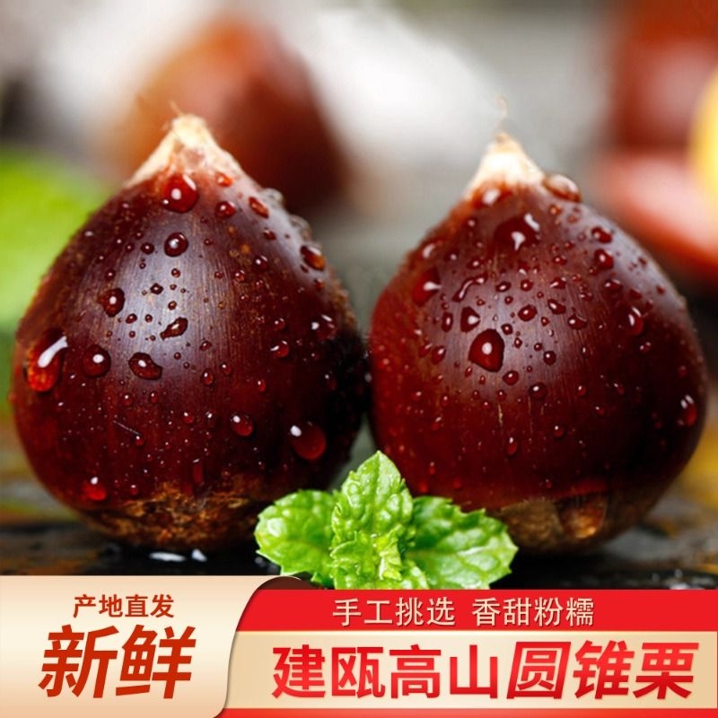 建瓯新鲜锥栗高山锥栗现摘