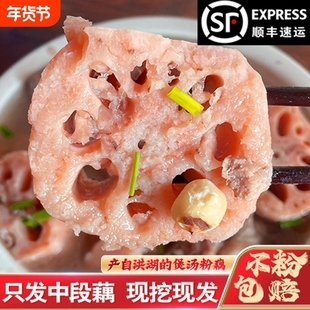 正宗洪湖莲藕新鲜现挖糯米藕煲汤粉糯炖汤湖北特产九孔粉藕红莲藕