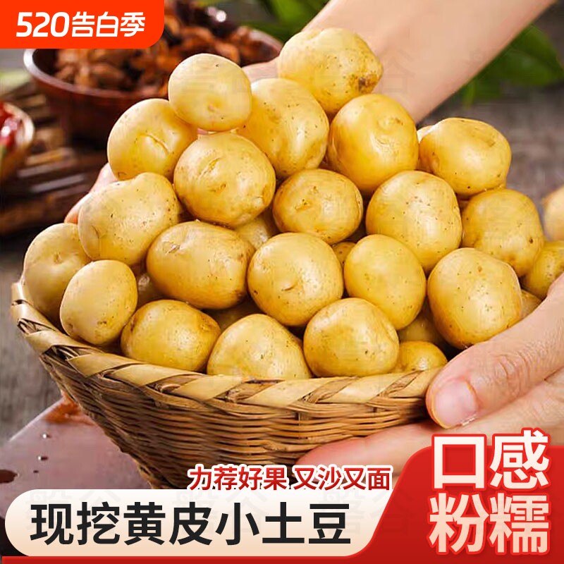 新鲜恩施土豆现挖黄心土豆洋芋农家自种蔬菜马铃薯960g/5/9斤
