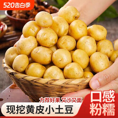 新鲜恩施土豆现挖黄心土豆洋芋农家自种蔬菜马铃薯960g/5/9斤批发